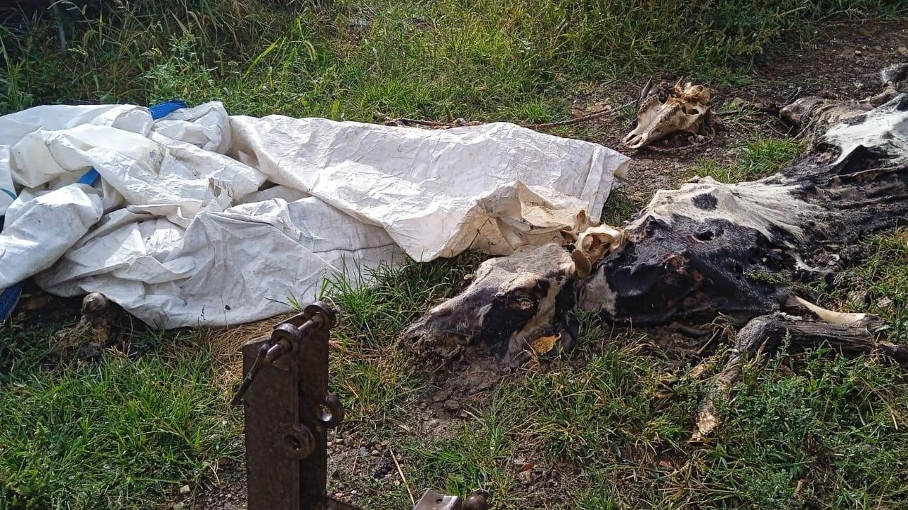Estupefacción vecinal: una granja con siete vacas muertas desde hace dos meses y otras trece moribundas