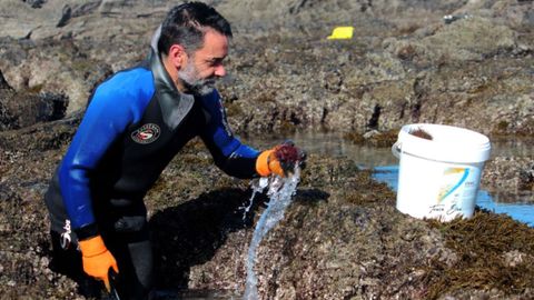 Captura del oricio en Asturias