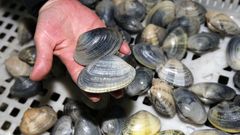 Almejas finas gallegas, la alta gama, una delicia como estas que se vendieron en la lonja de Ribeira el pasado septiembre