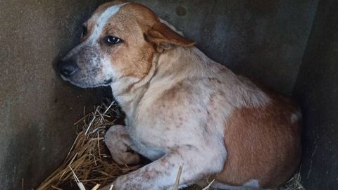 India, la perra maltratada por su due�o con balines y perdigones