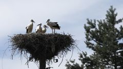 Centenares de cigeas han muerto en el Manzanares por culpa de la gripe aviar