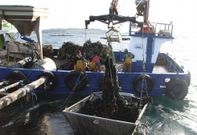 Un barco semejante a los empleados en las bateas se emplear�a en la mejillonera prevista en Luarca. 