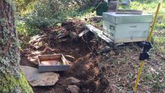 En la tierra que queda por debajo del pastor el�ctrico, se aprecia que el oso escarb� el terreno 