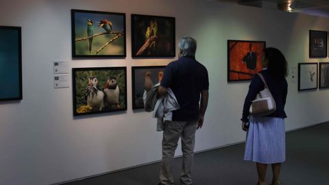Asi � a exposici�n �Comedy Wildlife. Premios de fotograf�a� que chega a Lugo