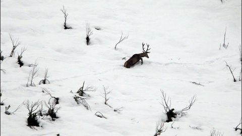 Venado en la nieve en las proximidades del puerto asturiano de San Isidro