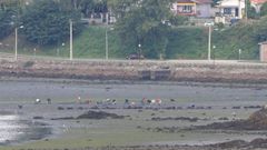 Zona de marisqueo de A Malata-A Cabana