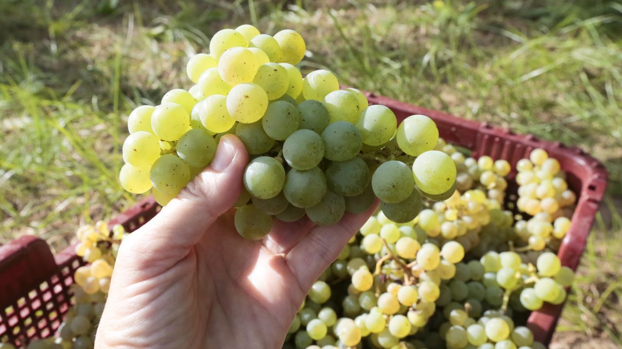 UU.AA logra que Rías Baixas retire la propuesta para reducir los rendimientos de la uva