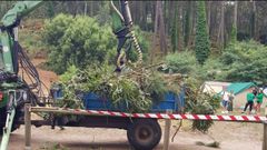 Tareas de revisi�n del eucalipto cuya rama se desplom� en las C�es sobre tiendas de campa�a.Retirada de las ramas que cayeron sobre unos campistas en las C�es en Vigo