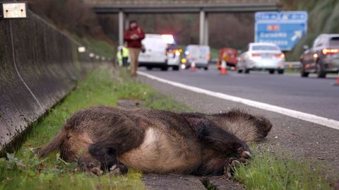 Los jabalíes causan el grueso de los accidentes de tráfico con animales en Galicia, como se puede ver en esta foto de archivo en la AP-9