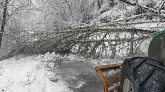 Un �rbol ca�do manten�a cortada este lunes al mediod�a la carretera que une Pedrafita con Seoane do Courel