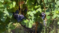 Uvas de menca listas para vendimiar en una via de Quiroga, en una foto de archivo