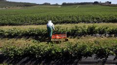 Plantaci�n de ar�ndanos en A Barqueira, en el municipio de Cerdido, en una imagen de archivo
