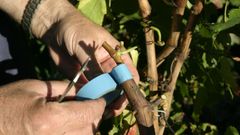 Injerto de una vid con otra variedad diferente