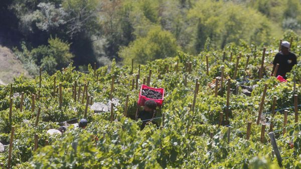 En Ribeira Scra todav�a queda cerca de un mill�n de kilos por vendimiar