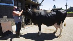 La vaca Perlita, en la Ganader�a Garc�a, Dumbr�a