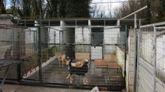 Las instalaciones de la protectora de animales de Lugo