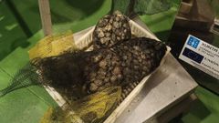 Marisco incautado en aguas de Fene