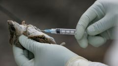 Imagen de archivo de un rat�n sometido a una prueba de hantavirus.