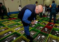 La de Burela es la lonja gallega donde m�s merluza se descarg� el a�o pasado.