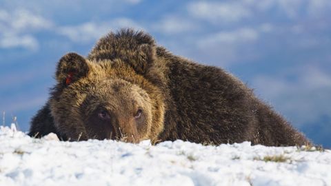 El oso pardo Juan Carrito vaga por zonas urbanizadas, lo que puede suponer un peligro.
