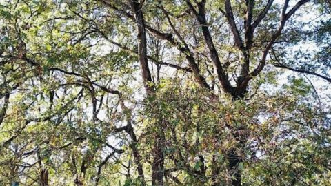 Zona de la tala en Cueva de Caldas