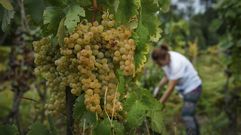 La acreditacin ENAC certifica, entre otras cosas, que no se recoge ms uva por hectrea de la que est permitida 