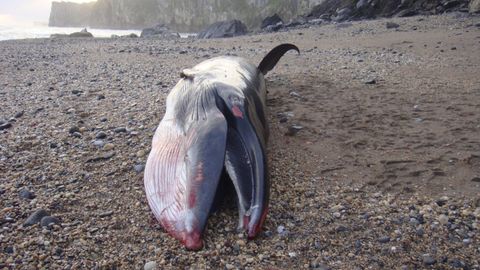 El rorcual norte�o (Balaenoptera borealis) hallado en la playa de Arra, en Ribadesella. 