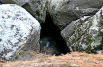 Conejo salvaje refugiado en una cueva en la zona de O Ari�o en Camari�as. 