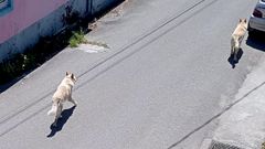 Imagen de los dos perros que atacaron a varios animales en San Marti�o