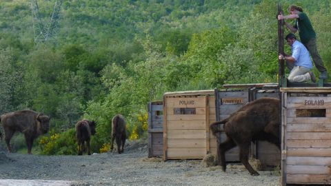 Bisontes en las sueltas de Palencia