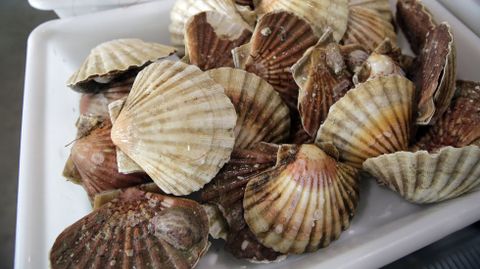 Vieiras, entre 2,50 y 3 euros en las plazas de la r�a de Pontevedra