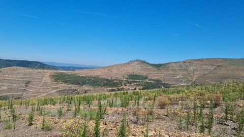 En montes de Quiroga afectadas por incendios se han realizado diversas plantaciones.