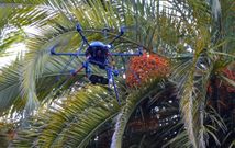 El dron de la Estaci�n Fitopatol�xica do Areeiro, ayer, en la plaza de As Palmeiras de Caldas. 