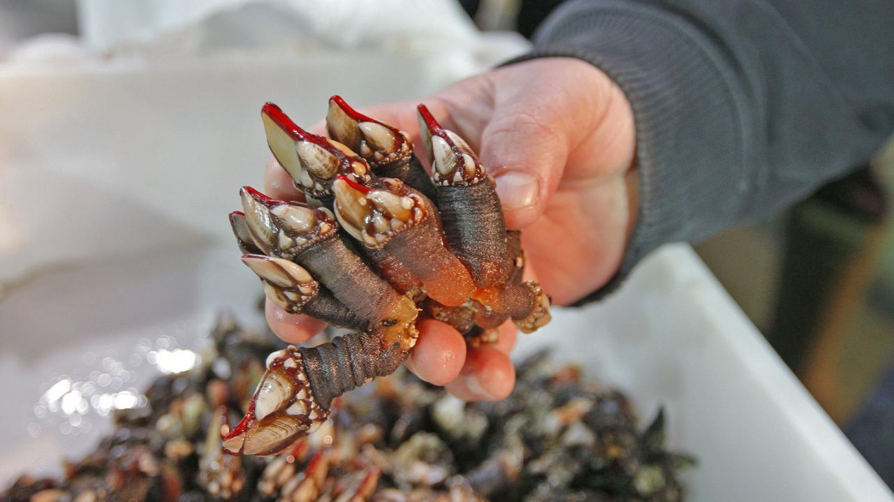 El Supremo verá en casación un recurso contra los santuarios de percebe