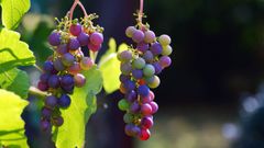 LAS UVAS PUEDEN SER MUY PELIGROSAS SI LAS TOMAN NI�OS MENORES DE 5 A�OS 