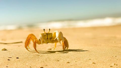 Imagen de un cangrejo saliendo del mar. El cangrejo es un pariente de algunos de los animales que protagonizaron la terrestrializaci�n. 