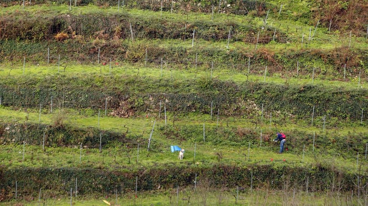 Medio Rural destina 1,5 millones a ayudas a la conservación del viñedo
