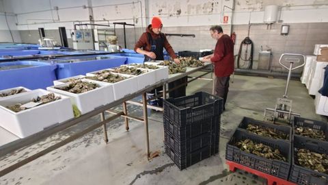 De las 20.000 ostras seleccionadas para esta Navidad, unas 6.000 se env&iacute;an para las cenas de fin de a&ntilde;o