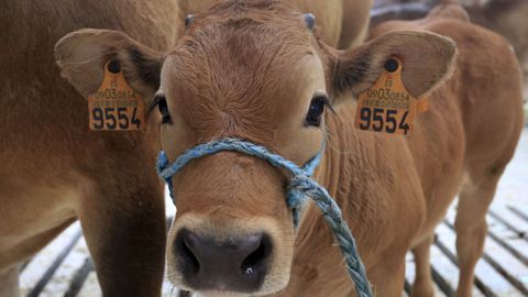 Marruecos era el principal importador de vacuno de carne de Espa�a