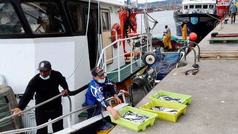 Varios pescadores descargan bocarte este martes en la Rula de Avil�s