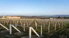 Vi�edos en el entorno del convento dominico restaurado por el empresario Lorenzo L�pez