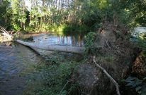 Uno de los �rboles atravesados sobre el r�o a lo largo del nuevo tramo del paseo fluvial. 
