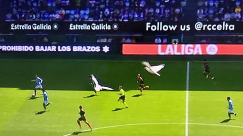 Un grupo de gaviotas sobrevolando Balados durante el partido del Celta contra el Rayo Vallecano.