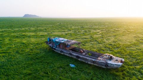 El lago Poyang en China se ha convertido en una pradera