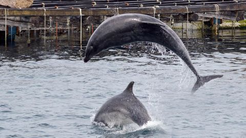 O golfi�o Broncano surcando as augas da r�a de Arousa