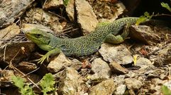 El lagarto ocelado es uno de los animales que se pueden ver en el entorno del r�o
