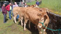 En las subastas que Acruga organiz� el a�o pasado (en la imagen, vacas en la de L�ncara) hubo buenos precios 