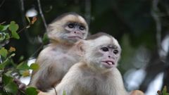 Capuchinos de frente blanca, una de las 239 especies de primates cuyo genoma se ha secuenciado y comparado con el de los humanos para demostrar que compartimos las mismas regiones en el ADN que se han mantenido durante la evolución y que son claves para la supervivencia