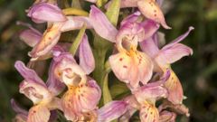 Orqudeas silvestres en las microrreservas florales