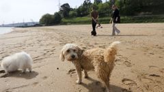 Varios perros en uno de los arenales de Ferrol, que carece por el momento de una playa canina.